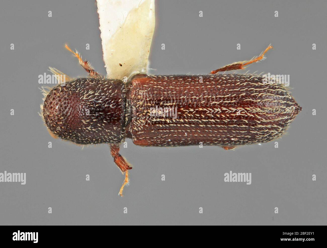 Micracis tribulatus. SalicaceaeSalixsp. 20 Jul 20171 Stockfoto