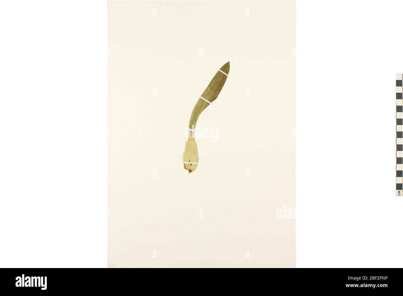 Orchidee. Dieses Objekt ist Teil der Sammlung Bildung und Öffentlichkeitsarbeit, von denen einige im Q?rius Science Education Center sind und zu sehen sind.24 Dez 2019 Stockfoto