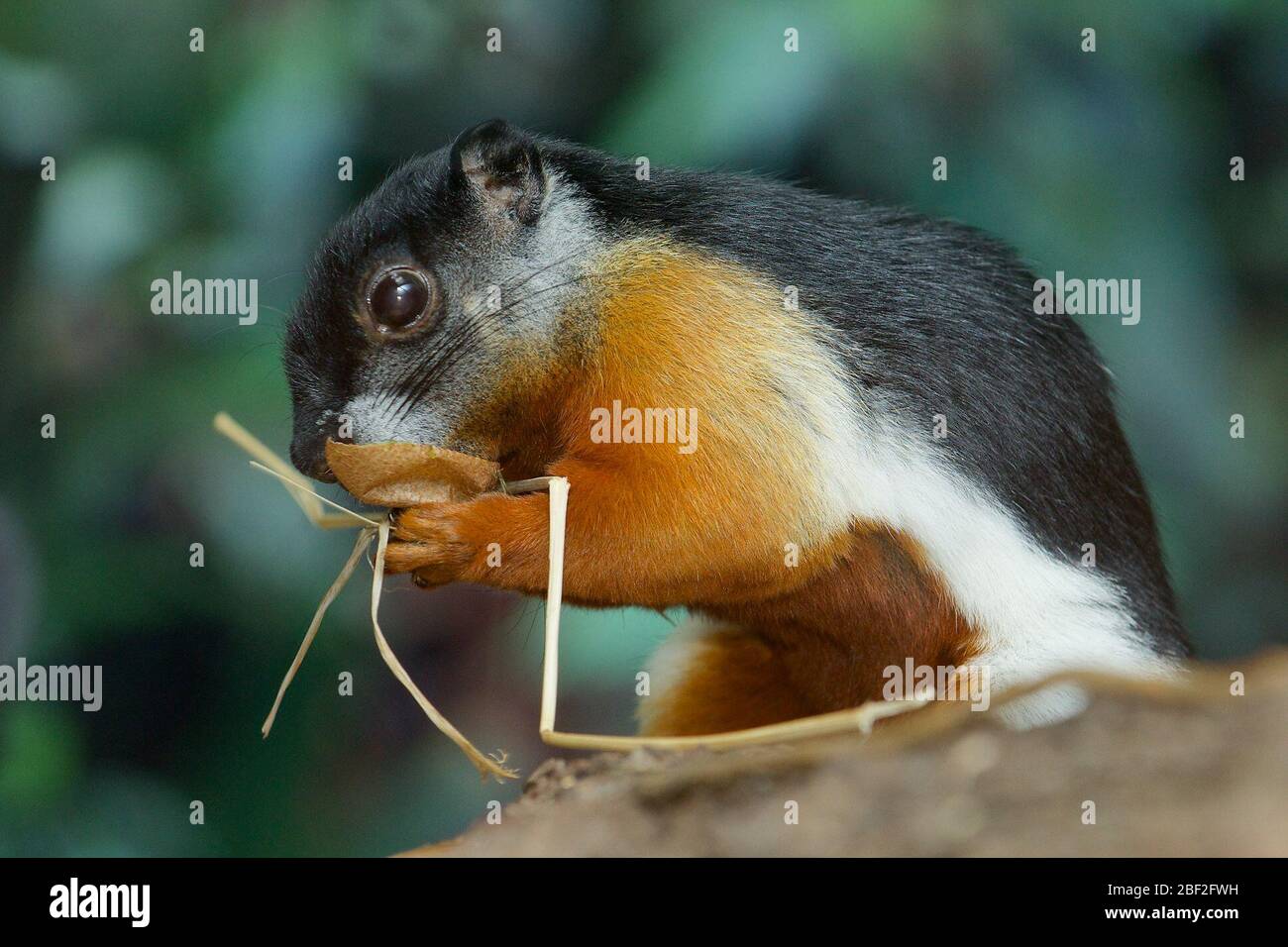 Prevosts Squirrel. Arten: Prevostii,Gattung: Callosciurus,Familie: Sciuridae,Ordnung: Rodentia,Klasse: Mammalia,Stamm: Chordata,Königreich: Animalia,Eichhörnchen,SMH,kleines Mammalhaus,Prävostechsquirl,Nagetier Stockfoto