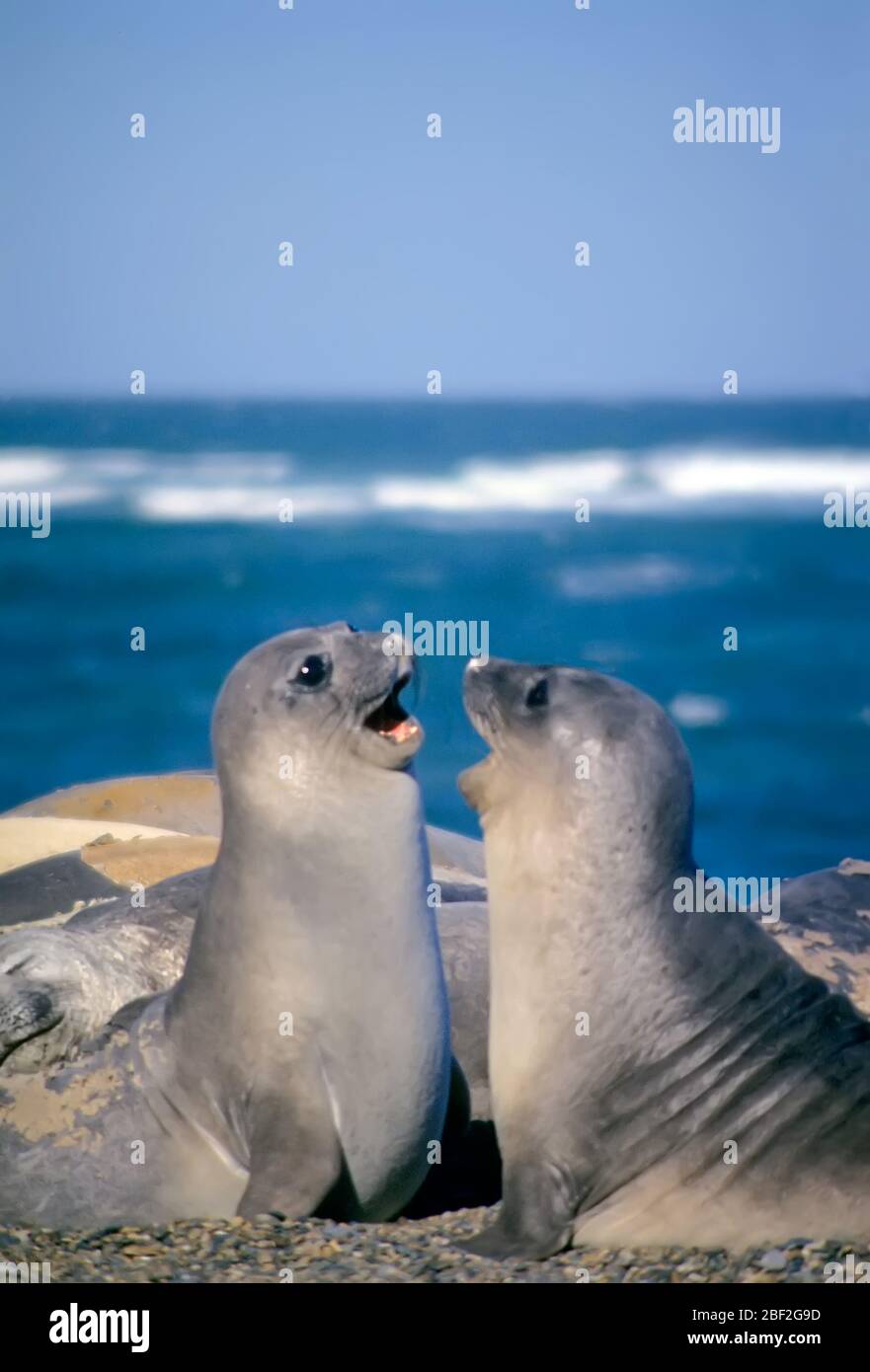 Jungtiere Elefanten-Robben, Halbinsel Valdes, Chubut, Argentinien Stockfoto