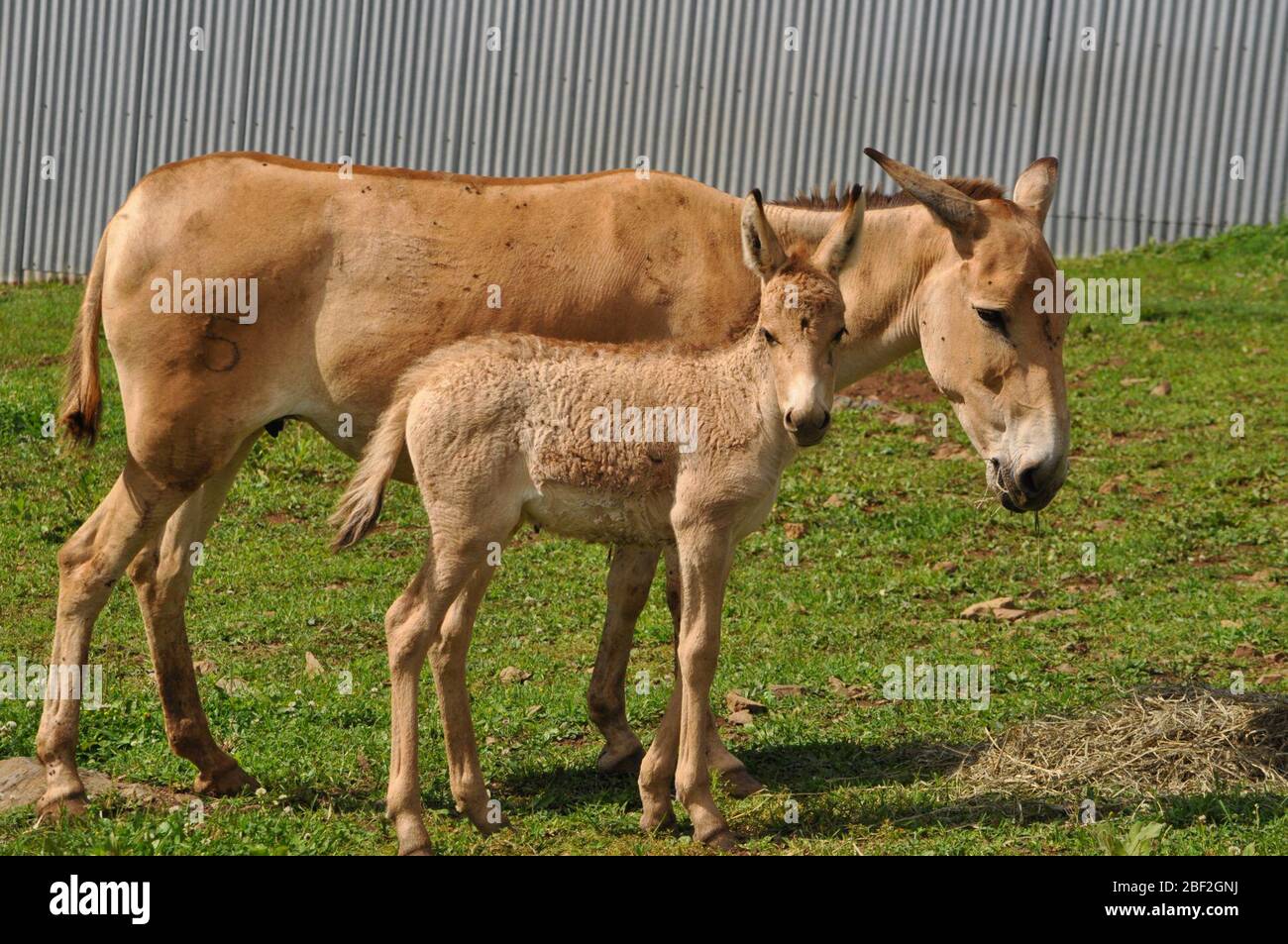 Persischer Onager. SCBI,Front Royal,Arten: Hemionus onager,Gattung: Equus,Familie: Equidae,Ordnung: Perissodactyla,Klasse: Mammalia,Stamm: Chordata,Königreich: Animalia,Baby,jung,Perser Onager,Stutfohlen,weiblich,Onager,Huftiere,Ungerade-Huftiere,Fohlen Stockfoto