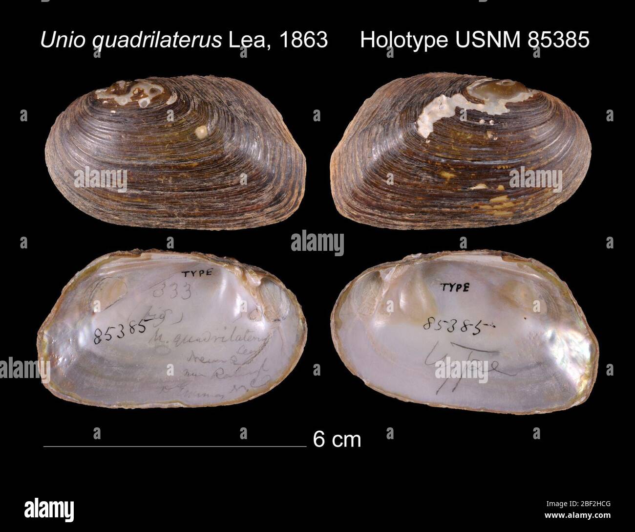 Unio quadrilaterus. 20. Januar 20162 Stockfoto
