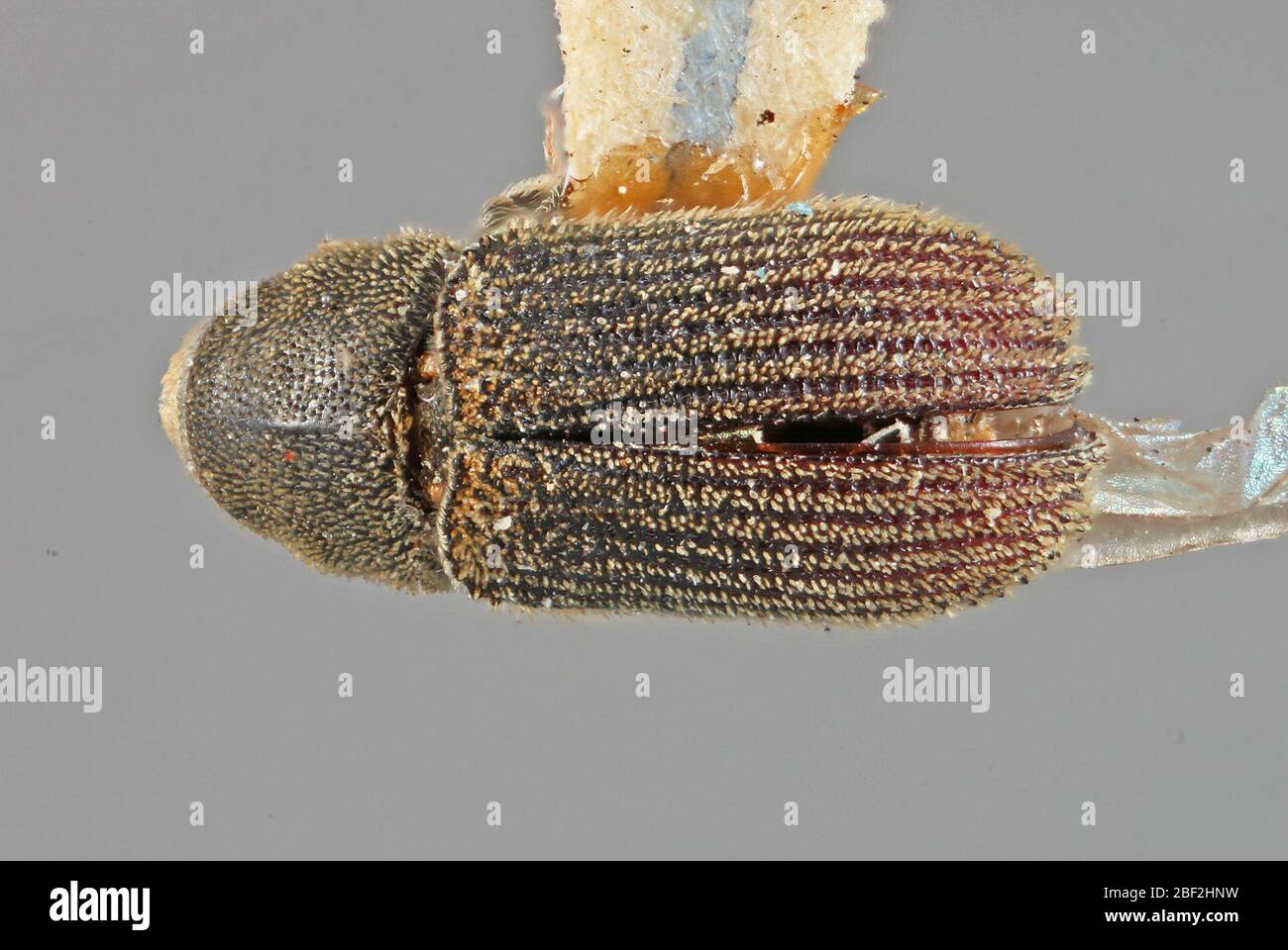 Carphoborus frontalis. Label: Auf Pinus edulis / gezüchtet. / 2781a hopk. usa 20. Juli 20171 Stockfoto