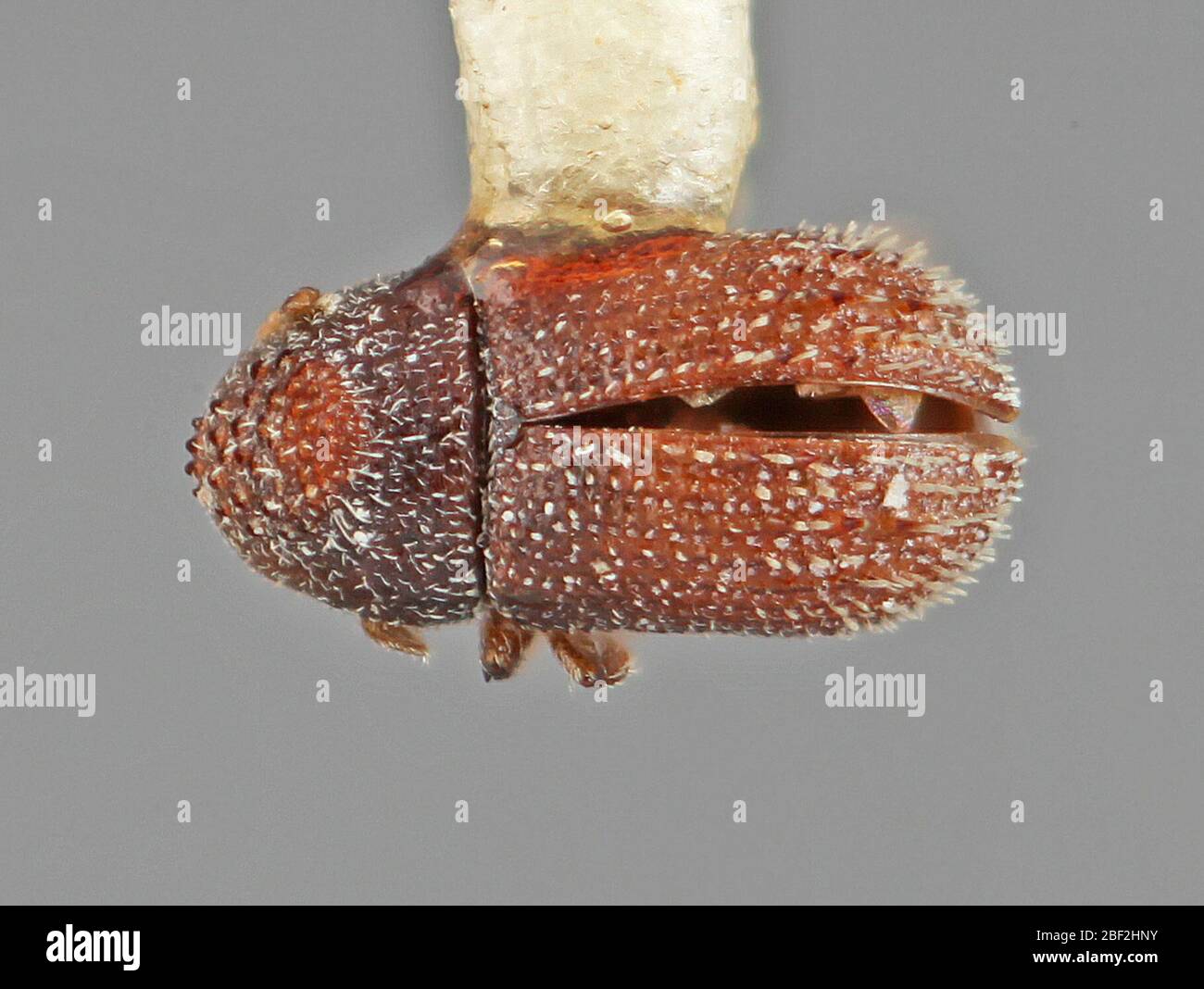 Pseudothysanoes multispinatus. Label: Tilia. Cienoserrata no Juli 20171, 887020 Stockfoto