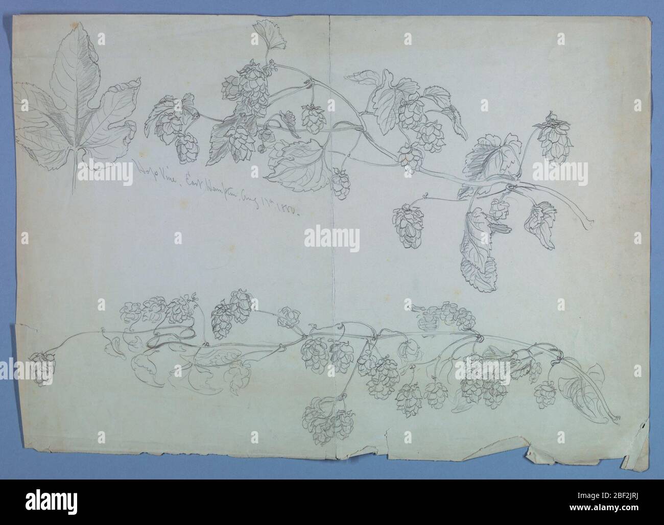 Skizze der Hopfenvine. Zwei Stängel einer Hopfenrebe, mit Blättern und Blüten. Obere linke Ecke, Studie eines einzelnen Blattes. Stockfoto