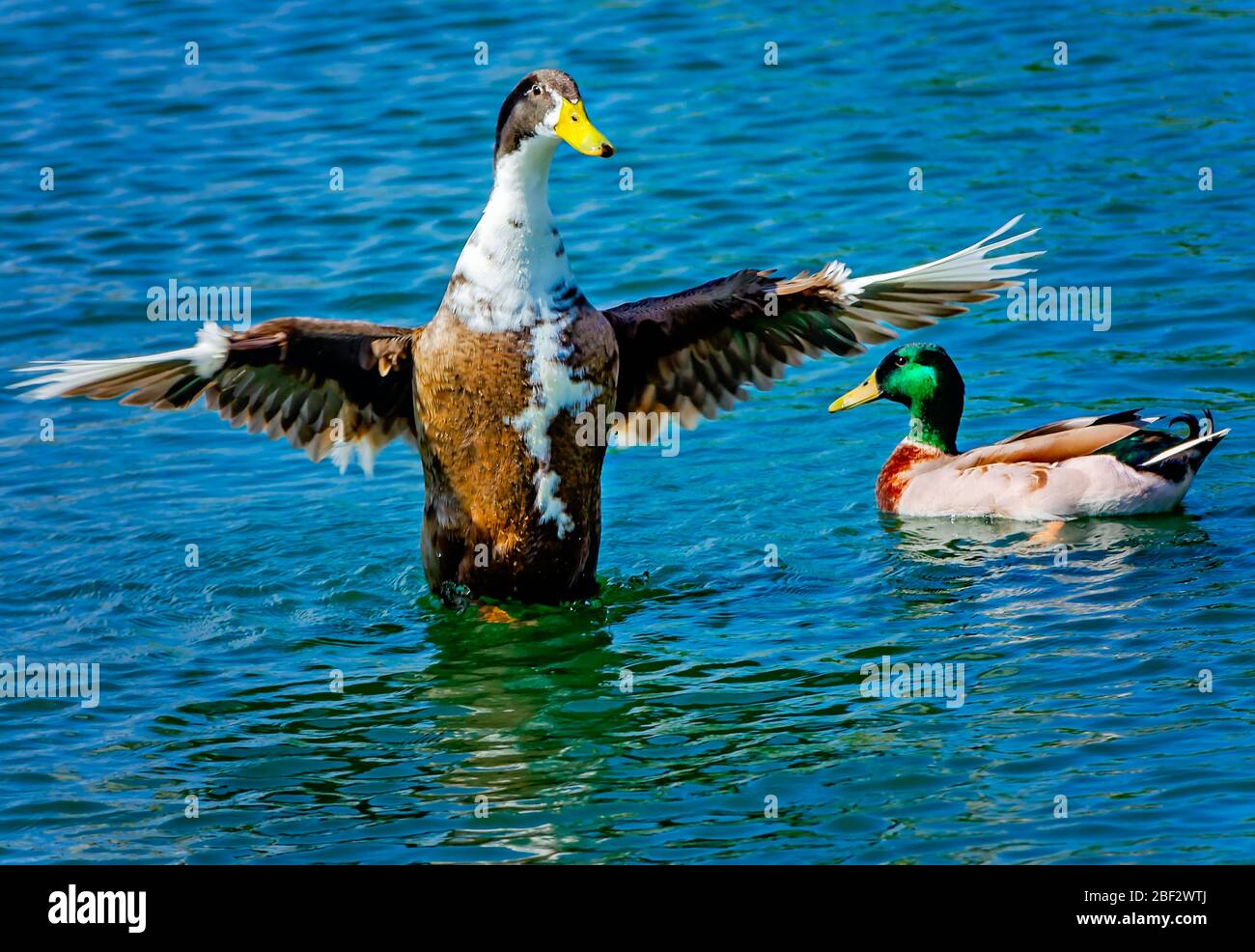 Eine Stockente breitet ihre Flügel aus, während eine andere Stockente daneben schwimmt, am 26. März 2020, in Pascagoula, Mississippi. Stockfoto