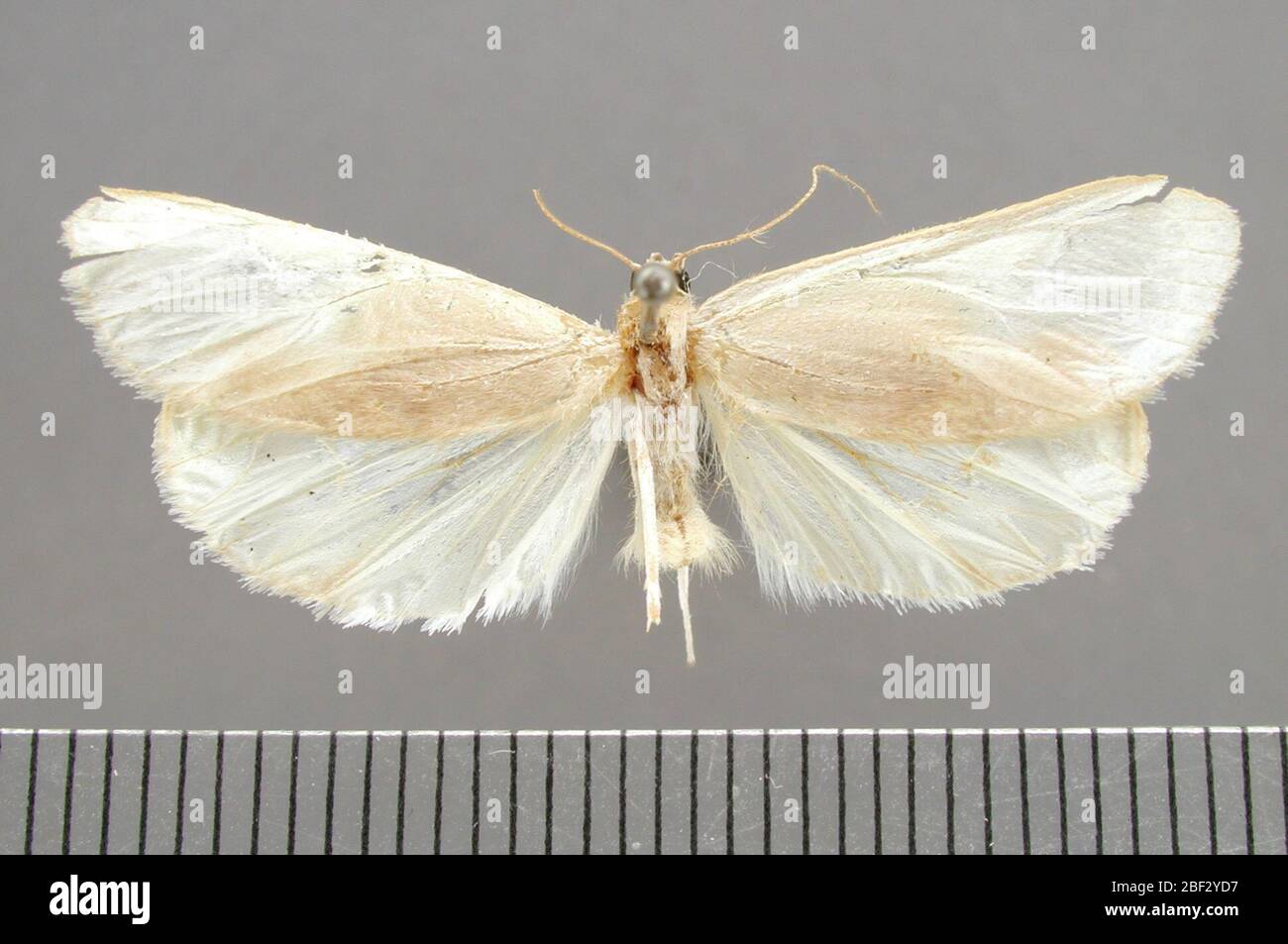 Nubecula Fotos und Bildmaterial in hoher Auflösung Alamy