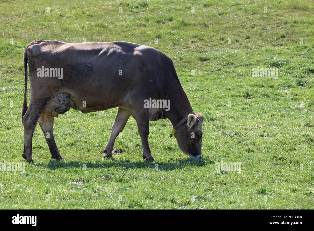 Einzelne sehr schmutzige braune Kuh, die Gras auf einer grünen Frühlingswiese im Hinterlicht und Sonnenuntergang isst, bei Tag, Weitwinkel-Ansicht Stockfoto