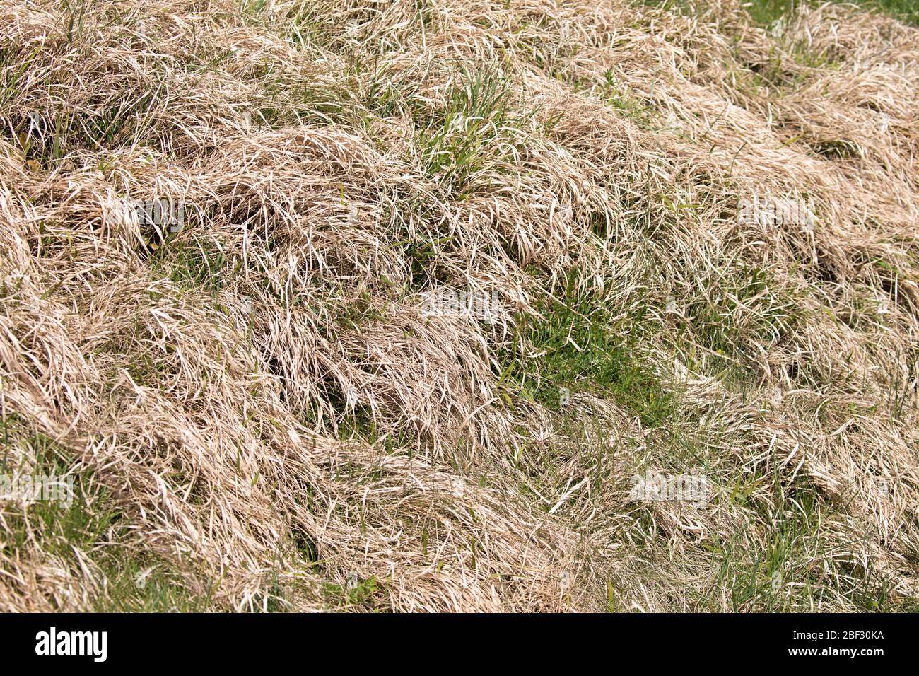 Verwelkte hellbraune Gras mit wenig grünem Gras auf einem Hang, im Frühling, bei Tag Stockfoto