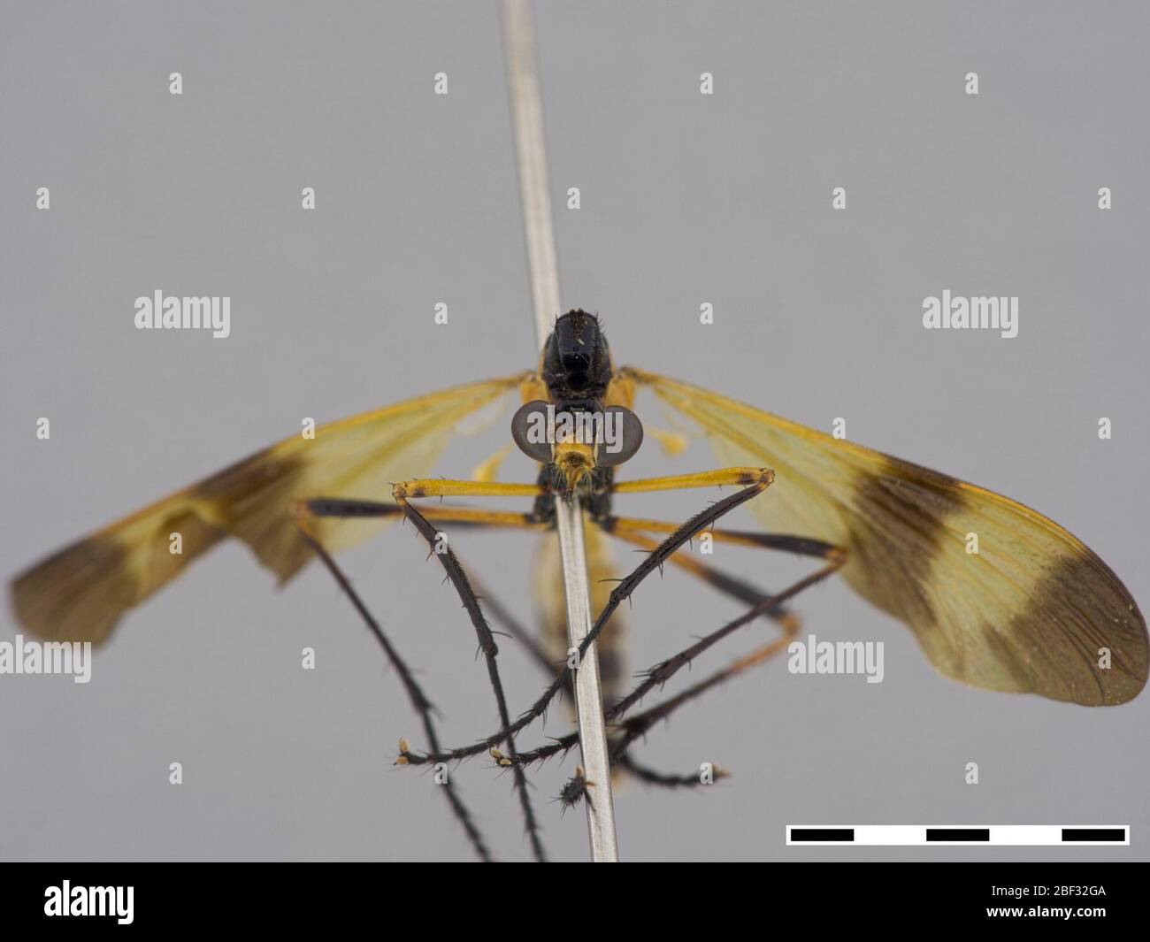 Pseudorus nicht identifiziert. 25 November 20151 Stockfoto