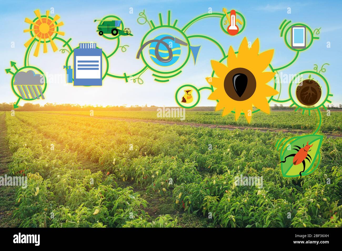 Grünes Paprika-Feld und Symbole der iot-Anwendung. Intelligente Landwirtschaft und digitale Landwirtschaft Stockfoto