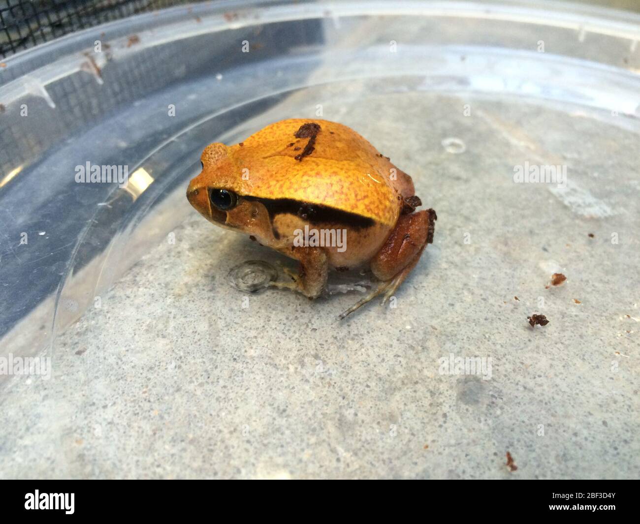 Alan frosch Fotos und Bildmaterial in hoher Auflösung Alamy