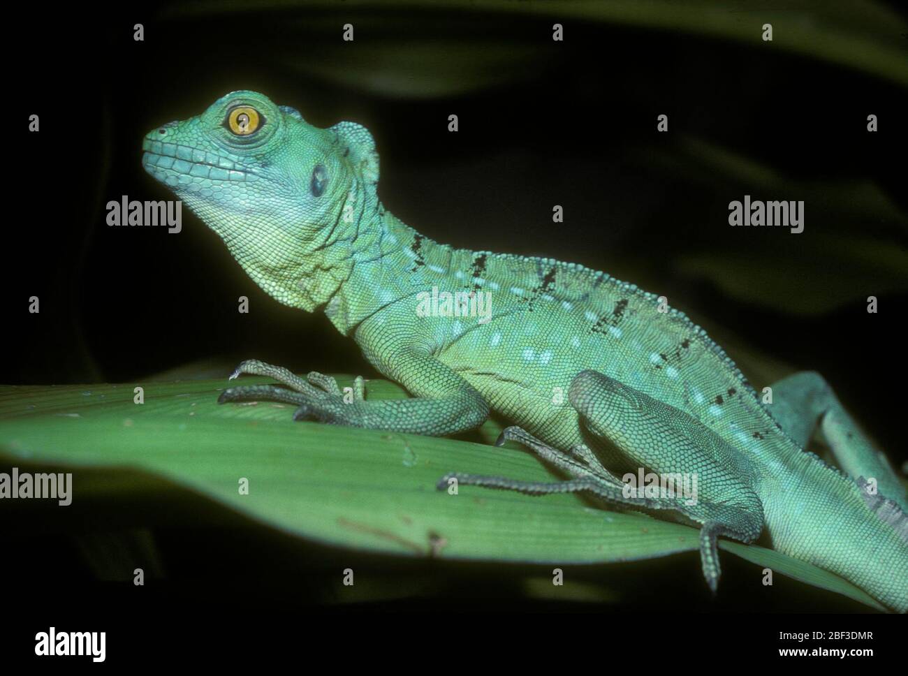 Greencrested Basilisk. Art: Plumifrons,Gattung: Basiliscus,Familie: Corytophanidae,Ordnung: Squamata,Klasse: Reptilien,Stamm: Chordata,Königreich: Animalia,Reptil,Eidechse Stockfoto