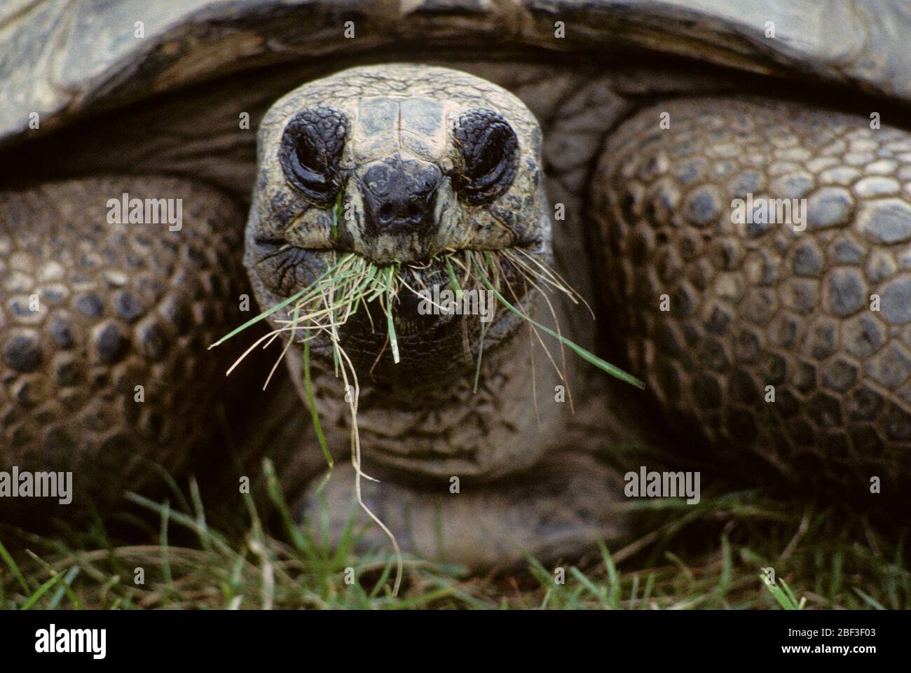 Gattung testudines Fotos und Bildmaterial in hoher Auflösung Alamy