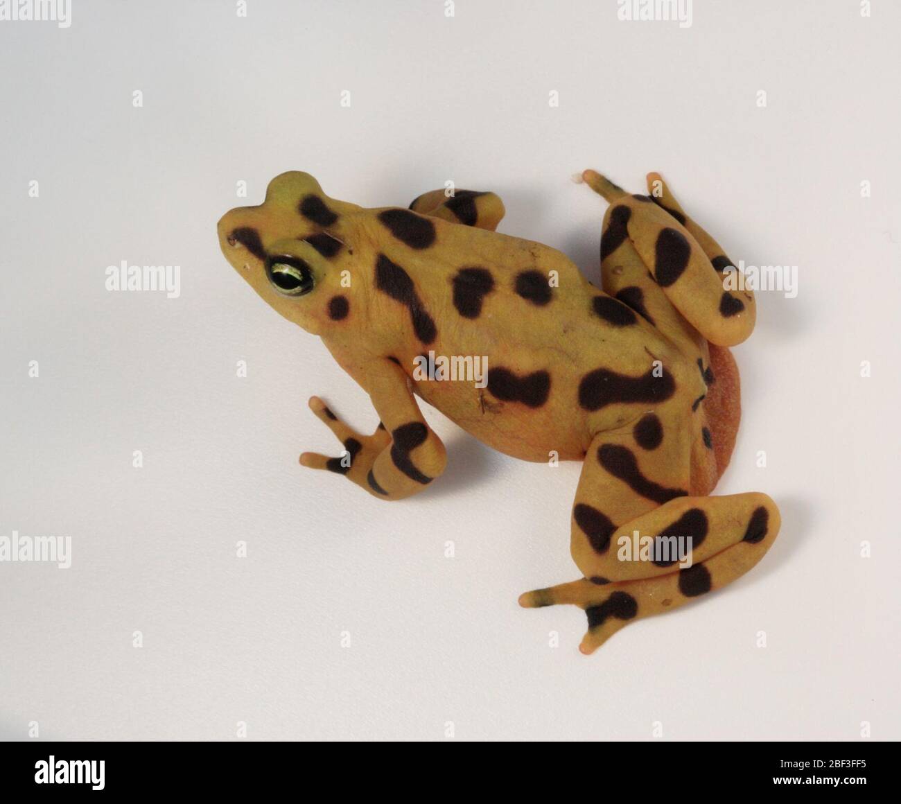 Panamaischer Goldener Frosch. Art: Zeteki,Gattung: Atelopus,Familie:  Bufonidae,Ordnung: Anura,Klasse: Amphibia,Stamm: Chordata,Königreich:  Animalia,Amphibien Stockfotografie - Alamy