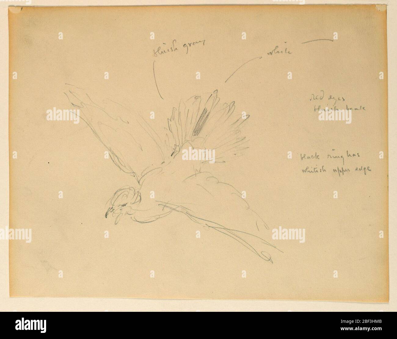 Studie für die Wohltätigkeit des Gesetzes Essex County Courthouse Newark NJ. Zwei Skizzen eines Vogels. Stockfoto