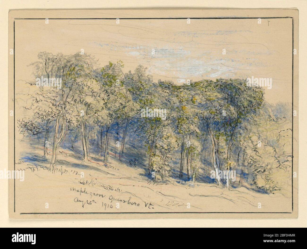 Studien Maple Grove Greensboro V. Horizontales Rechteck. Ein Hain, der an einem Hügel steht. Rahmen von Tintenlinien. Stockfoto