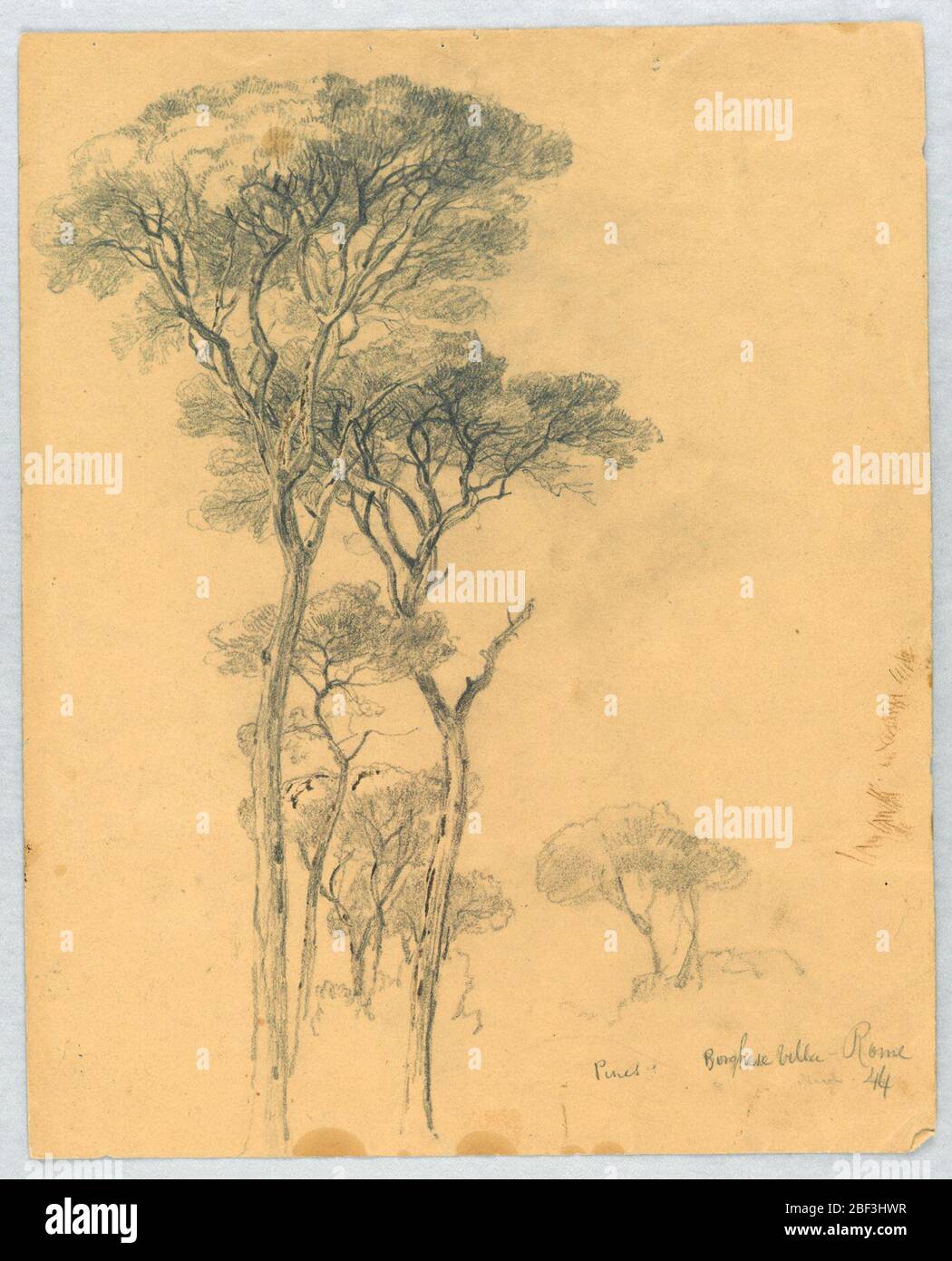 Studie von Pines Borghese Villa Rom. Gruppe von Kiefern, mit einem kleinen Vogel auf einem Ast. Stockfoto