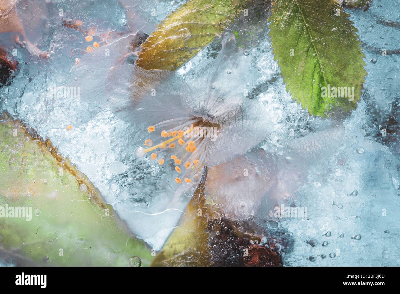 Eis freeze weiße Kirschblüte- reich an Textur kreative Frühling Hintergrund Stockfoto