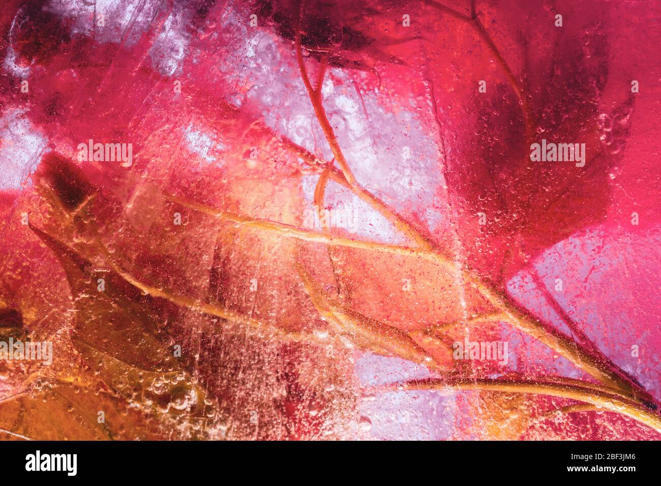 Ahornblätter Gefrierplatte in rot-gelben Tönen: Kreativer Hintergrund Stockfoto