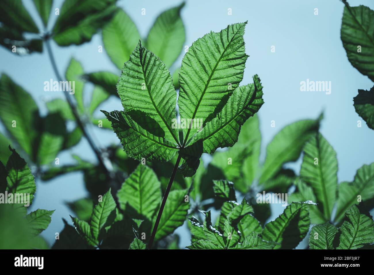 Frische grüne Kastanienblätter vor blauem Himmel Hintergrund Stockfoto