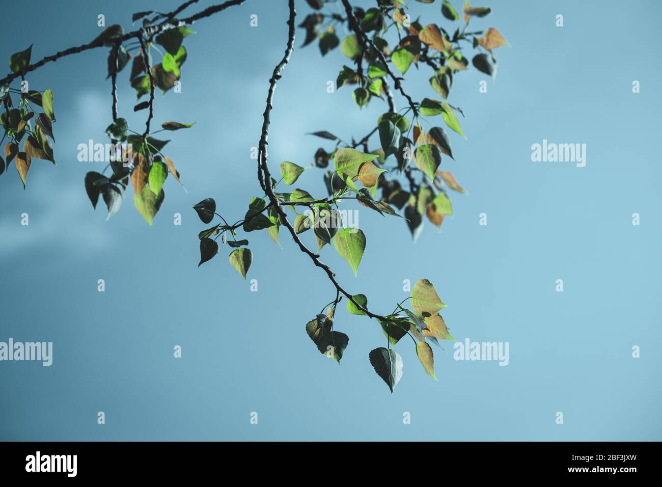 Pappelbaum Blätter im Frühjahr vor blauem Himmel Hintergrund Stockfoto