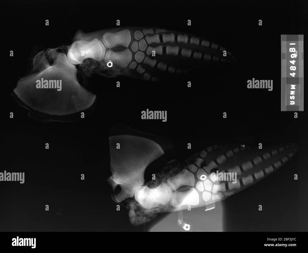 Kogia sima Fotos und Bildmaterial in hoher Auflösung Alamy