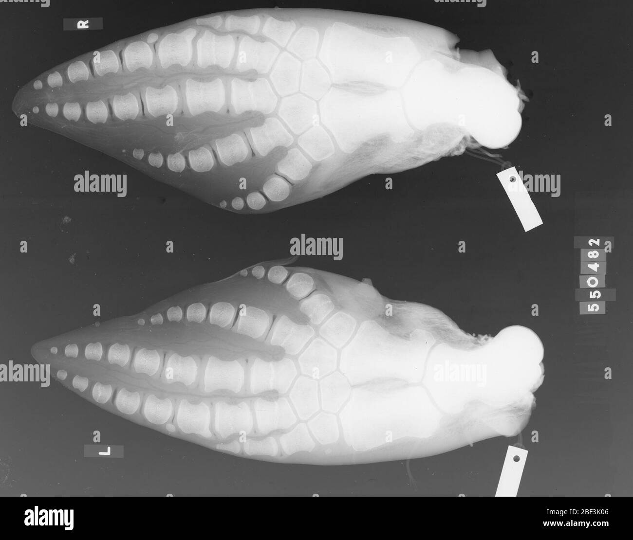 Kogia sima Owen 1866. 18 November 20191 Stockfoto