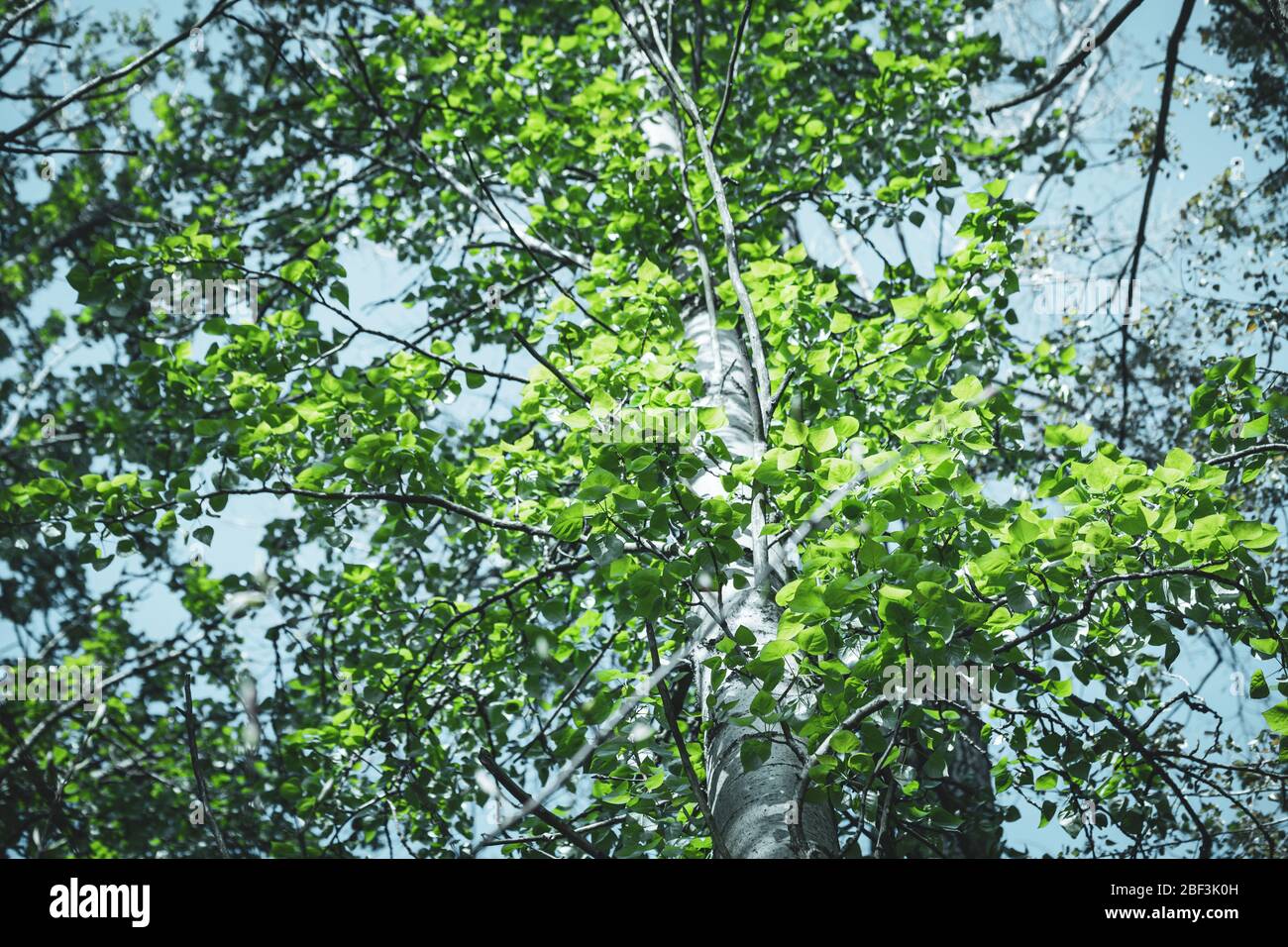Blick nach oben in Pappelbaum Äste vor blauem Himmel Hintergrund Stockfoto