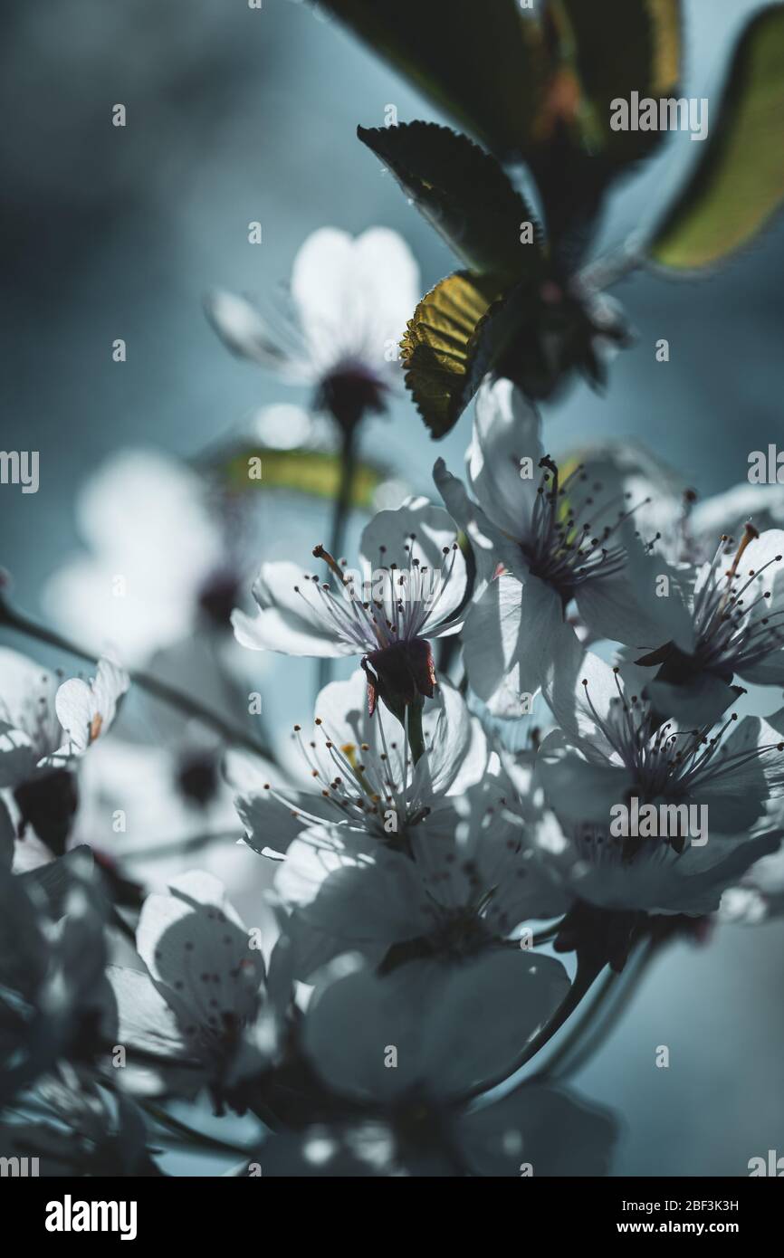 Kirschbaum Zweig in voller Blüte im Frühjahr - Nahaufnahme Makro Stockfoto