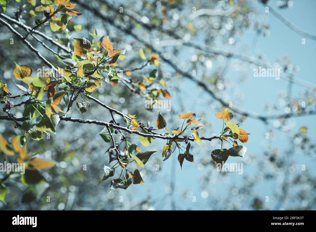 Pappelbaum Blätter im Frühjahr vor blauem Himmel Hintergrund Stockfoto