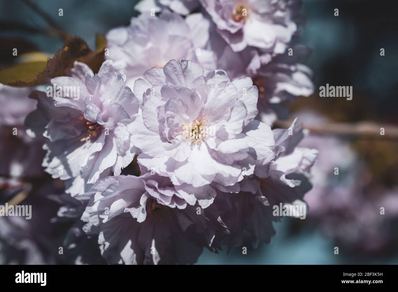 Kirschbaum Zweig in voller Blüte im Frühjahr - Nahaufnahme Makro Stockfoto