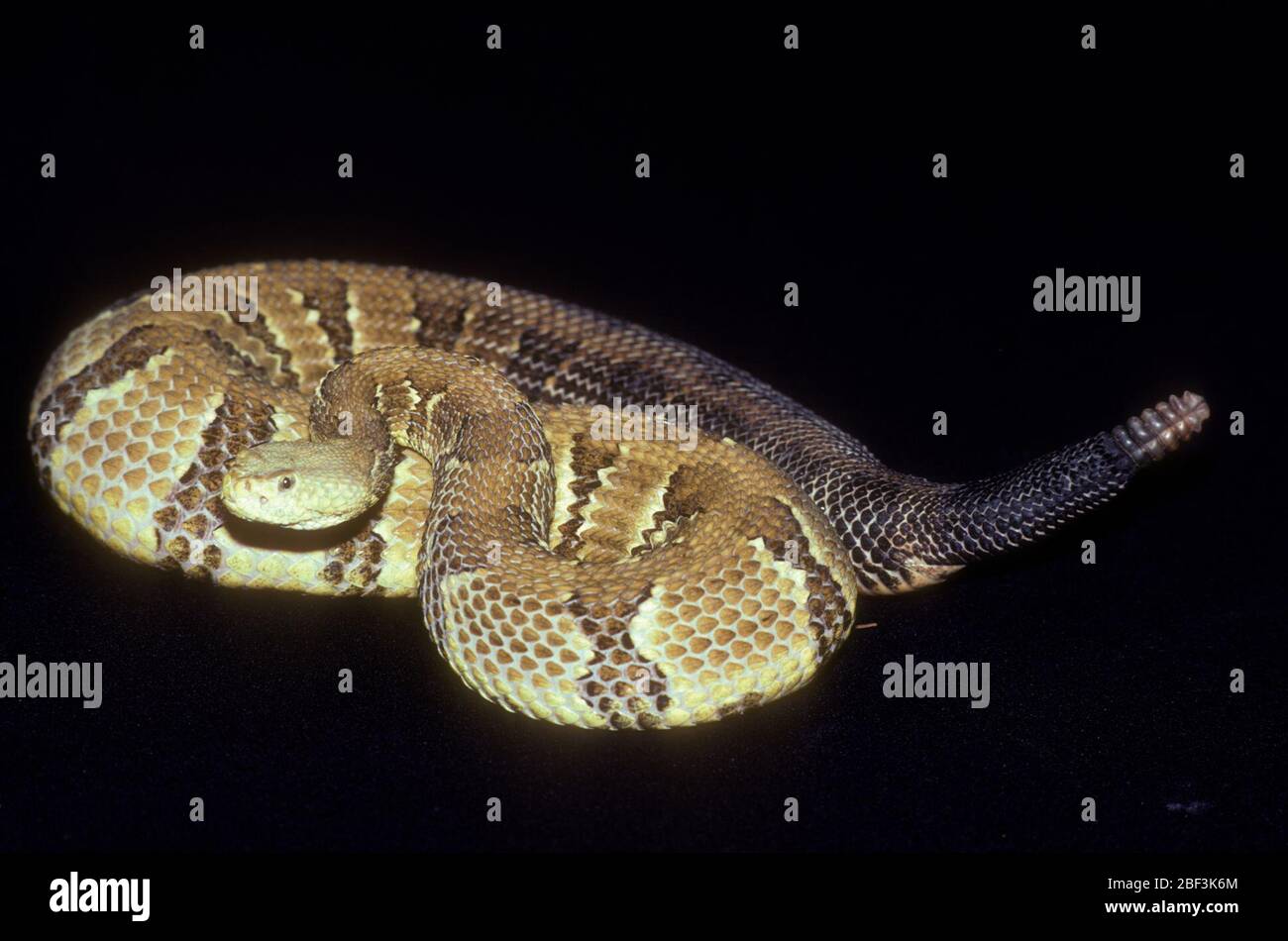 Holzrattlesnake. Art: Horridus,Gattung: Crotalus,Familie: Viperidae,Ordnung: Squamata,Klasse: Reptilien,Stamm: Chordata,Königreich: Animalia,Reptil,Schlange,Datum unbekannt Stockfoto