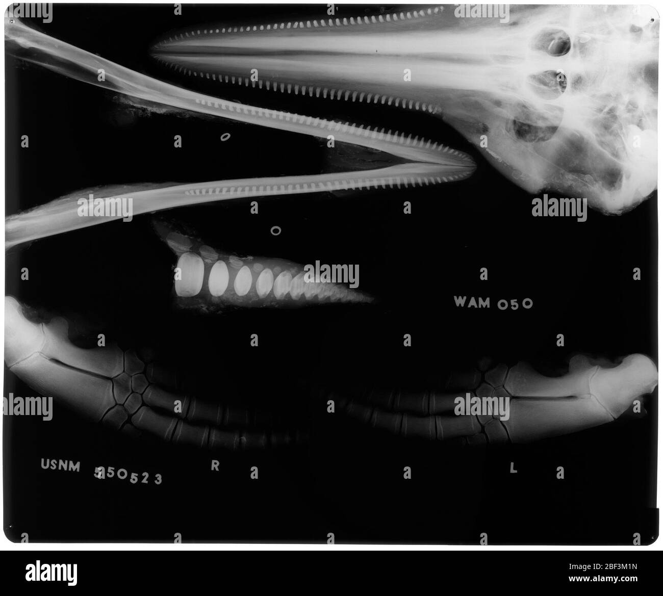 Stenella clymene Grau 1850. 18 November 20191 Stockfoto
