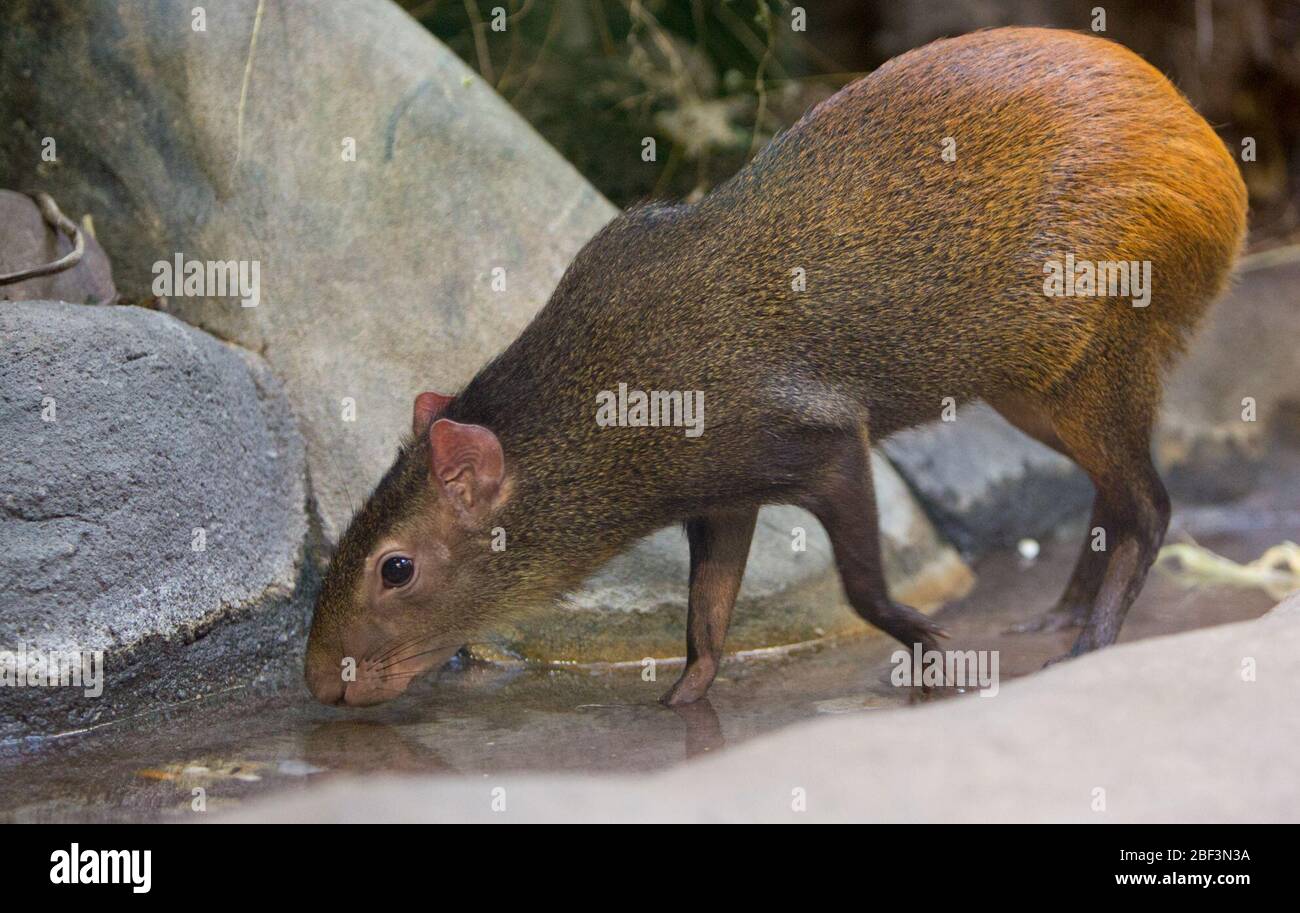 Brasilianisches Agouti. Kleines Mammalhaus,SMH,Arten: Leporina,Gattung: Dasyprocta,Familie: Dasyproctidae,Ordnung: Nadentia,Klasse: Mammalia,Stamm: Chordata,Königreich: Animalia,Agouti,Brasilianisches Agouti,Nagetier Stockfoto