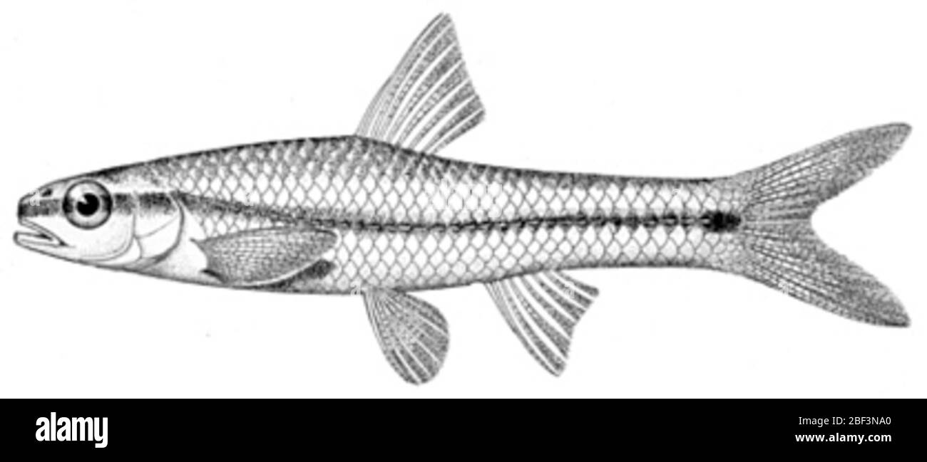 Notropis cayuga atrocaudalis. 85 Lektotypenbezeichnung von evermann. b. W. und W. c. kendall, 1894. Die Fische von texas und des rio grande Beckens, hauptsächlich betrachtet mit Bezug auf ihre georgraphische Verbreitung. bulletin der vereinigten Staaten Fische kommission für 1892, Bd. 12, S. 27. Stockfoto