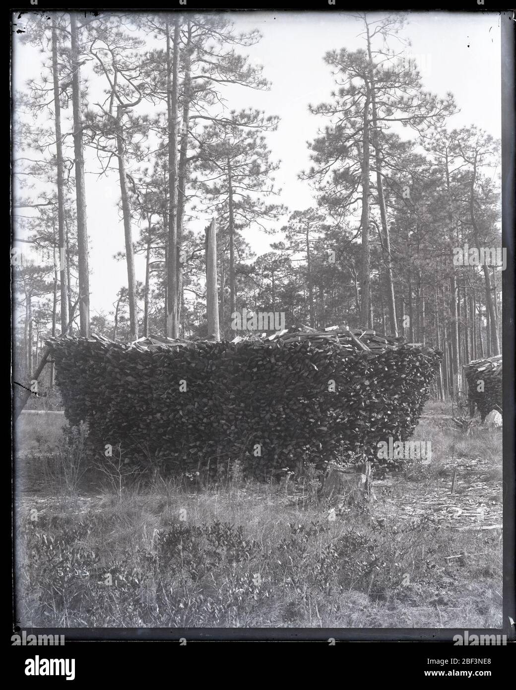 Holzstapel für Pine Tar Pit in der Terpentine Distillery. Smithsonian Institution Archives, Acc. 11-006, Box 016, Bild-Nr. MAH-5103Smithsonian Institution Archives Capital Gallery, Suite 3000, MRC 507; 600 Maryland Avenue, SW; Washington, DC 20024-2520 Stockfoto