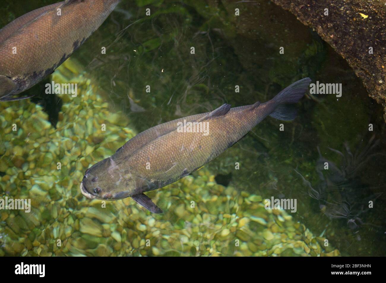 Aufwachraum Schwarz. Amazonien,Fische,Arten: Macropomum,Gattung: Kolossoma,Familie: Sarrasalmidae,Ordnung: Characiformes,Klasse: Actinopterygii,Stamm: Chordata,Königreich: Animalia,Schwarzer Aufwachraum Stockfoto