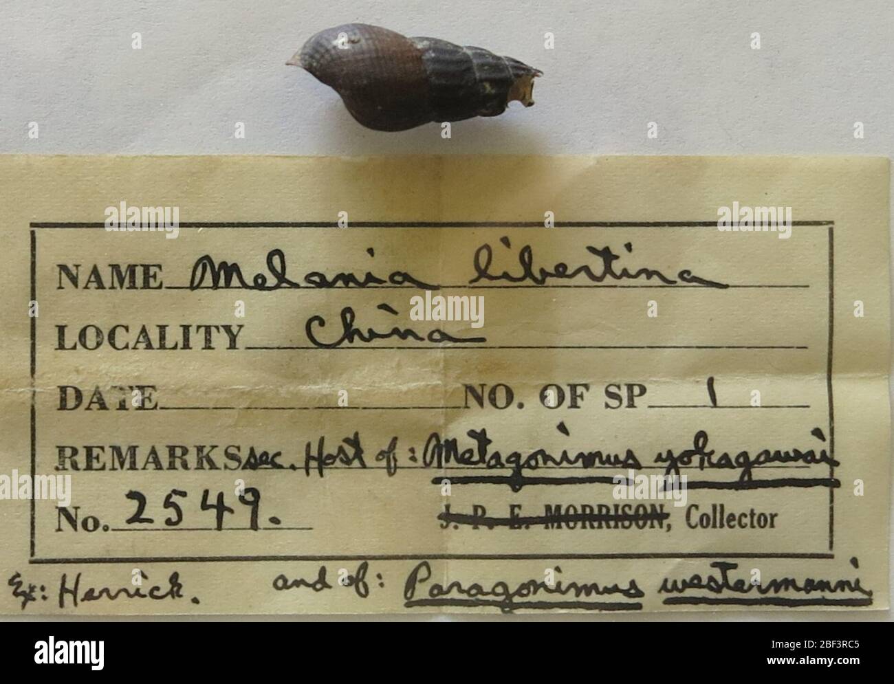 Melania libertina. Sek. Gastgeber von Metagnimus yokagawai und von Paragonimus westernmunni12 Nov 20191 Stockfoto