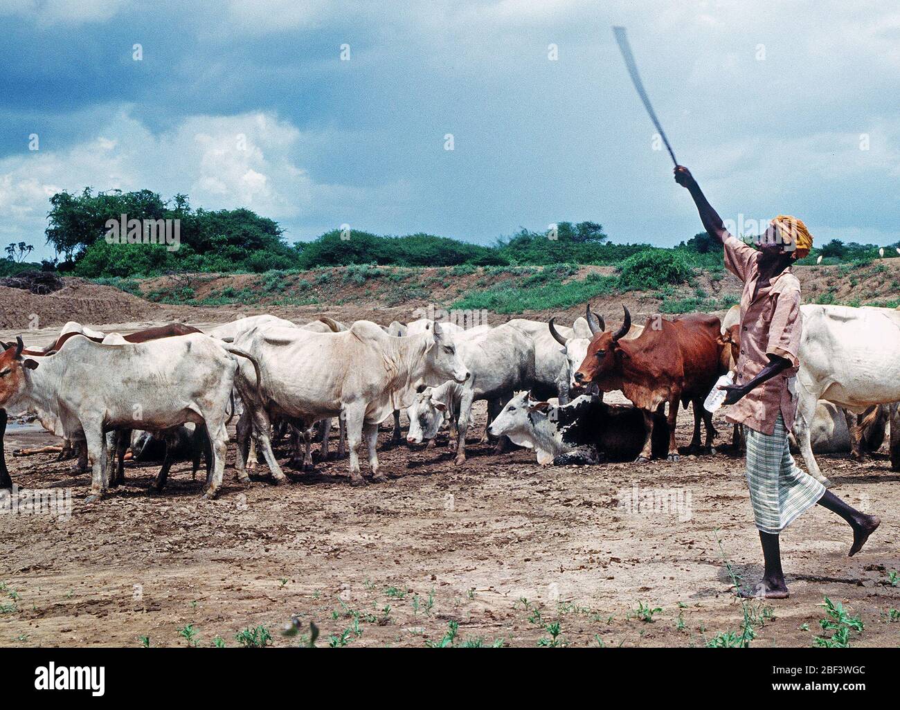 1993 - Ein somalischer Viehzüchter Rinder Rinder in Kismayo, Somalia, während US-Streitkräfte in Somalia wurden für den Betrieb weiterhin Hoffnung. Stockfoto