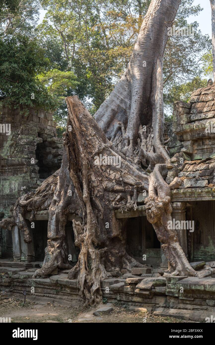 Preah Khan Tempel, Angkor Park, Siem Reap, Kambodscha Stockfoto