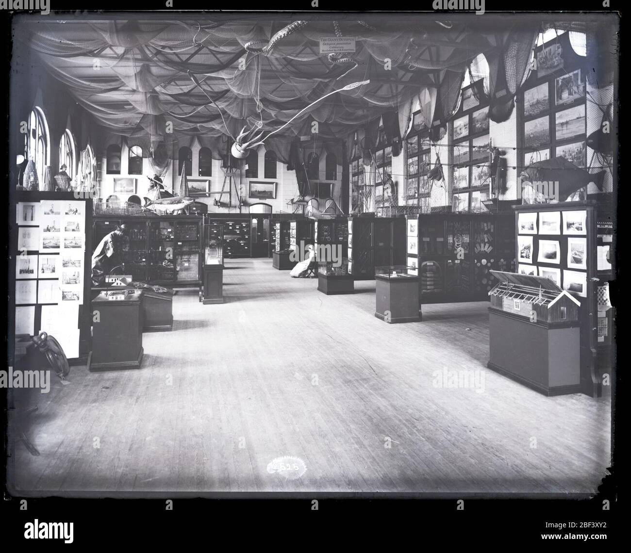 Ausstellung über Fischerei im US-Nationalmuseum. Auch bekannt als NHB-2525 und 2525.Siehe auch Record Unit 95, Box 50, Folder 7.Fischerei Ausstellung im Nordosten des United States National Museum, jetzt bekannt als das Arts and Industries Building, mit weiblichen Begleiter in der Mitte. Stockfoto