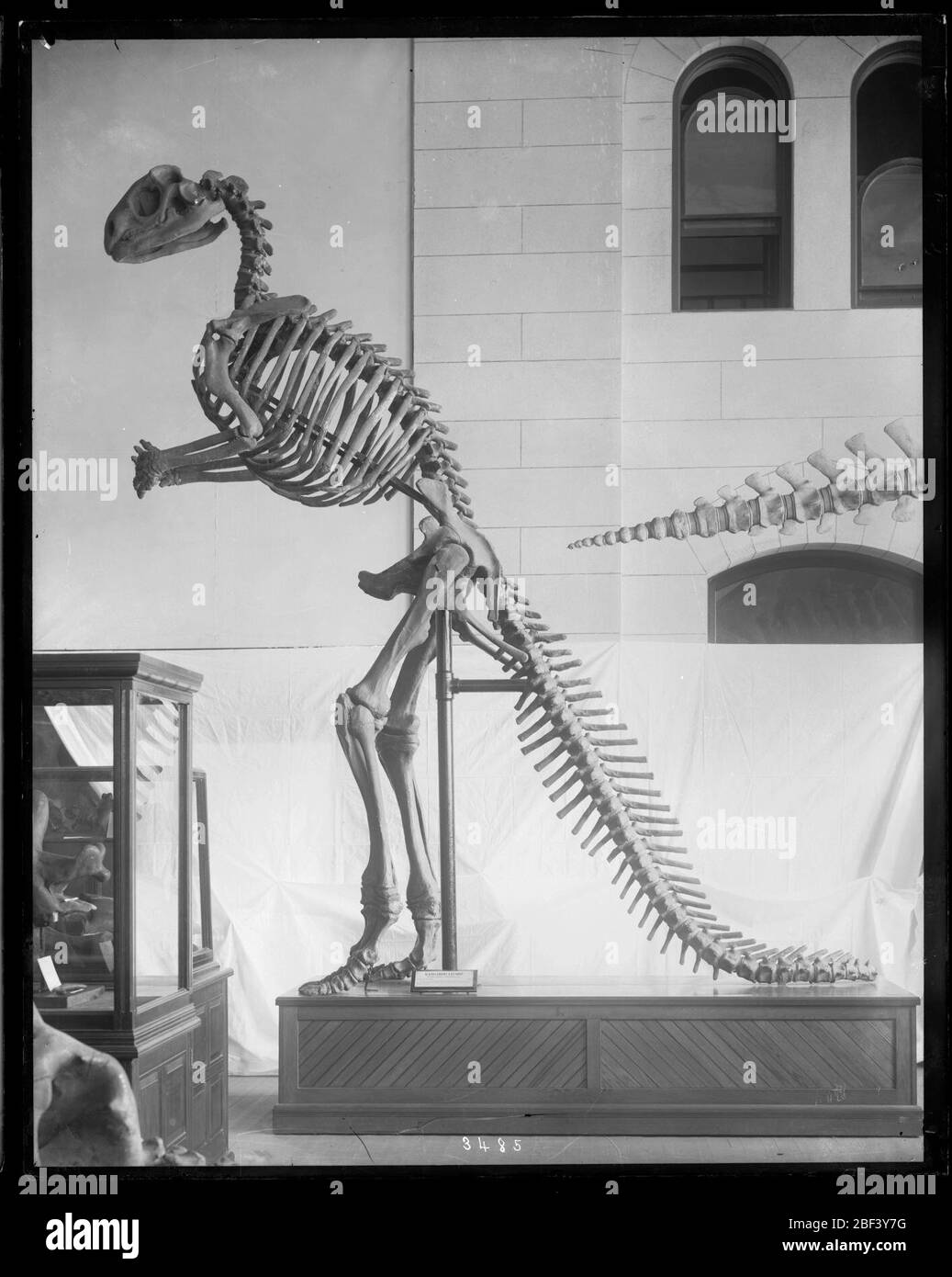 Hadrosaurus Skeleton Modell im United States National Museum. Skelettrestaurierung von Hadrosaurus foulkii, kopiert vom Original in der Akademie der Naturwissenschaften von Philadelphia, montiert für Ausstellung im United States National Museum, jetzt bekannt als das Arts and Industries Building.Smithsonian Institution Archives, gem. Stockfoto