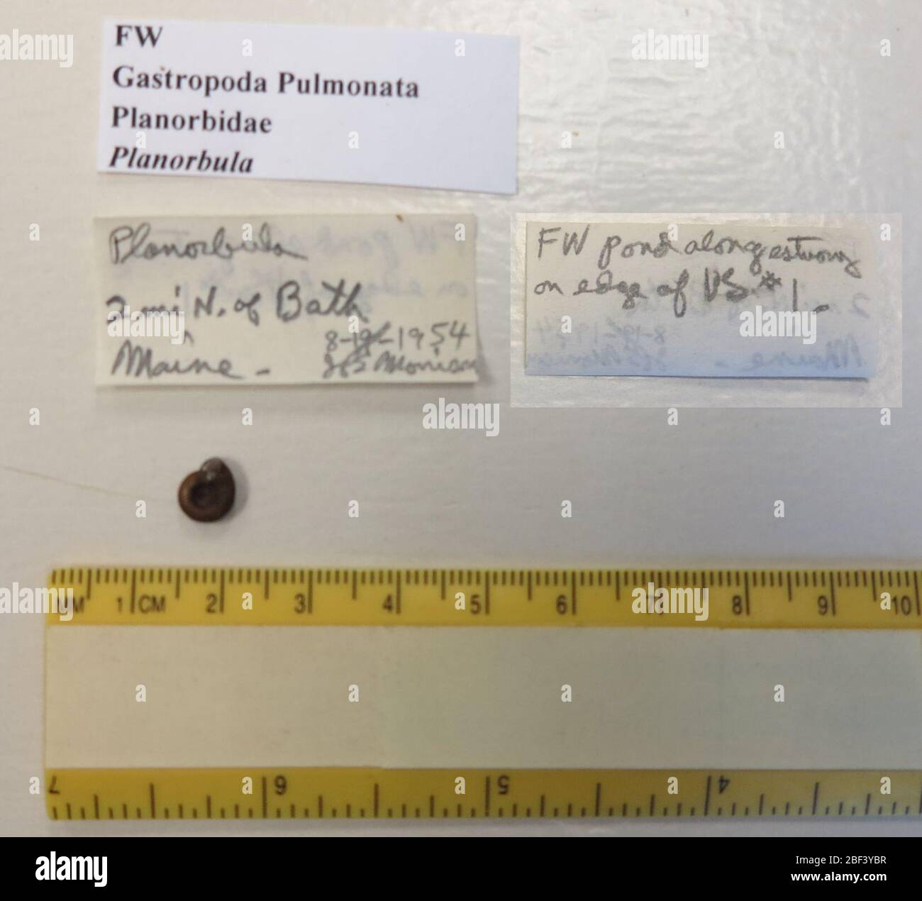 Planorbula sp. Februar 20171, 13 Stockfoto