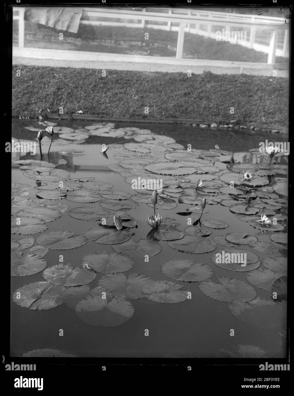 US Fish Commission Hatchery Teiche. U.S. Fish Commission Fischbrüterteiche für die Produktion von Karpfen, goldener ide und Schleie, in der Nähe des Washington Monument.Smithsonian Institution Archives, gem. 11-007, Box 016, Bild-Nr. Stockfoto