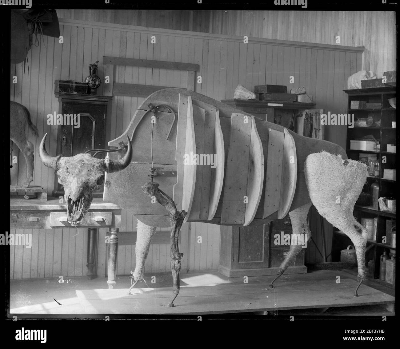 Übungspuppe für die Taxidermy Mount of Bull. Smithsonian Institution Archives, Acc. 11-007, Box 017, Image-Nr. MNH-4080Smithsonian Institution Archives Capital Gallery, Suite 3000, MRC 507; 600 Maryland Avenue, SW; Washington, DC 20024-2520 Stockfoto