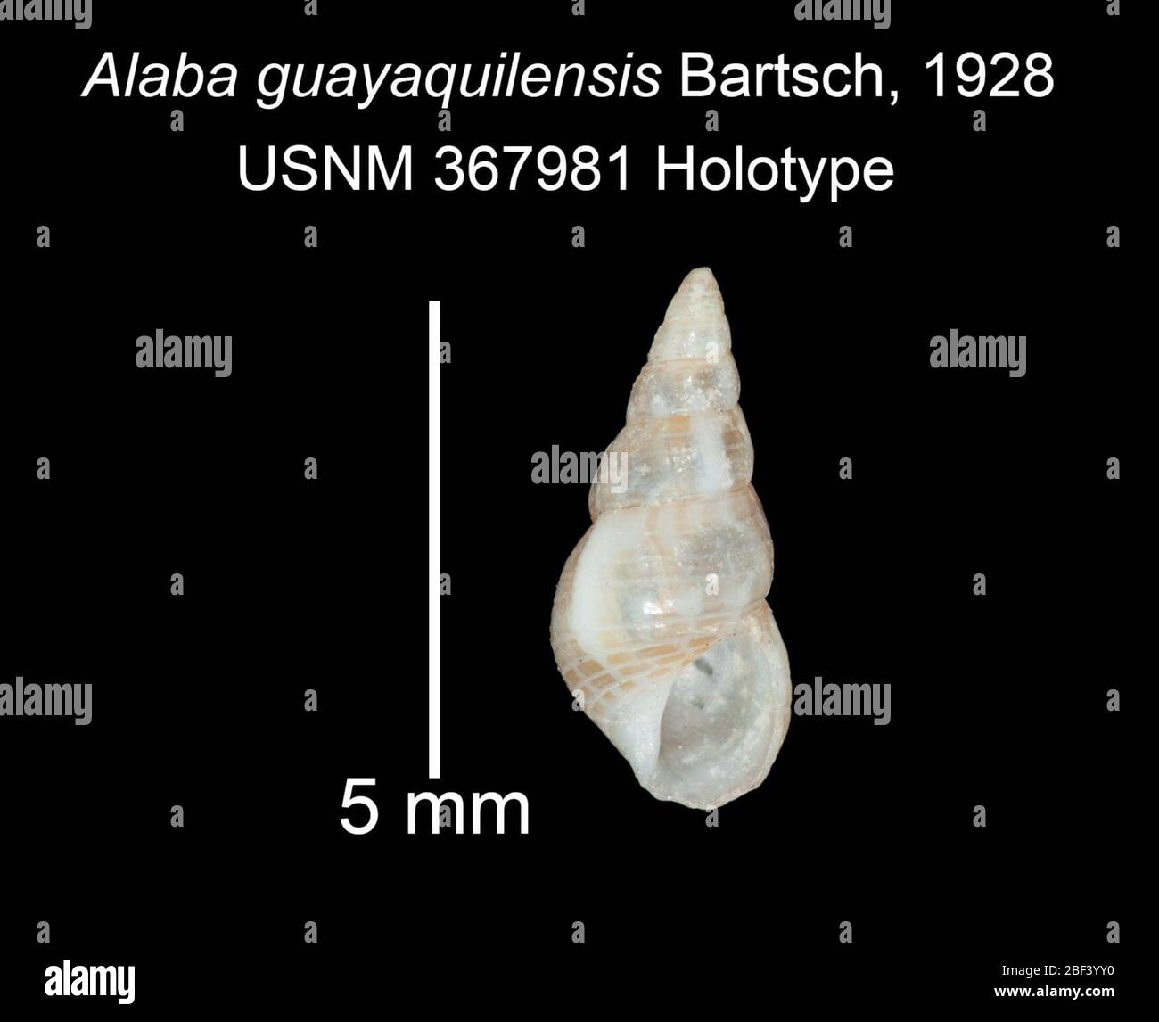 Alaba guayaquilensis. März 20171 Stockfoto