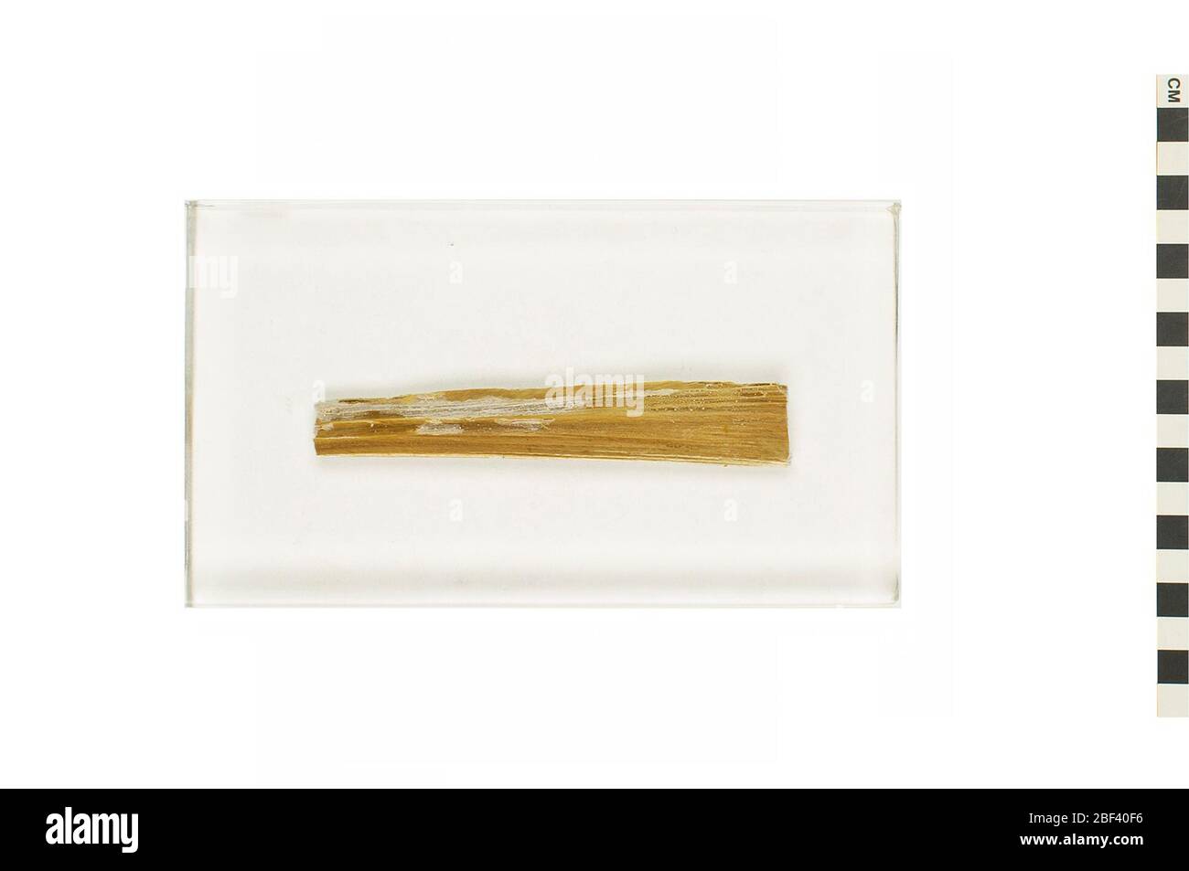 Baleen Whale Rorqual. Dieses Objekt ist Teil der Sammlung Bildung und Outreach, von denen einige im Wissenschaftszentrum Q?rius zu sehen sind.Dieses Objekt ist ein Ohrwachsplug aus der Familie der Rorqual (Balaenopteridae) Wale. Stockfoto