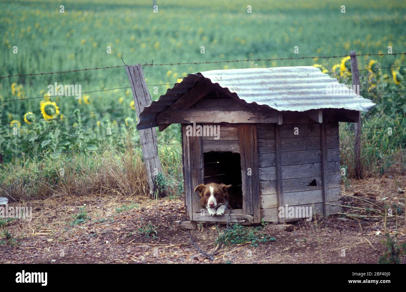 BRAUNER UND WEIßER KELPIE-HUND IN EINEM ALTEN HOLZKENNEL MIT WELLBLECHDACH, IM HINTERGRUND, SONNENBLUMENFELD, WESTAUSTRALIEN. Stockfoto