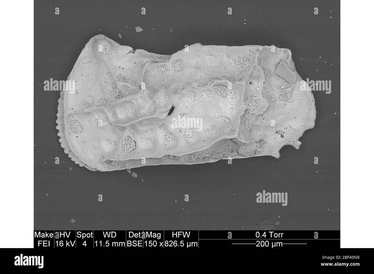 Ostracod. Dieses Objekt ist Teil der Sammlung Bildung und Aufklärung, von denen einige im Q?rius Science Education Center sind und zu sehen sind.Cenozoikum - Paläogene - PaläozeneLinks der äußeren Hülle eines fossilen erwachsenen männlichen Straußbeins, etwa 0.69 mm lang. Stockfoto
